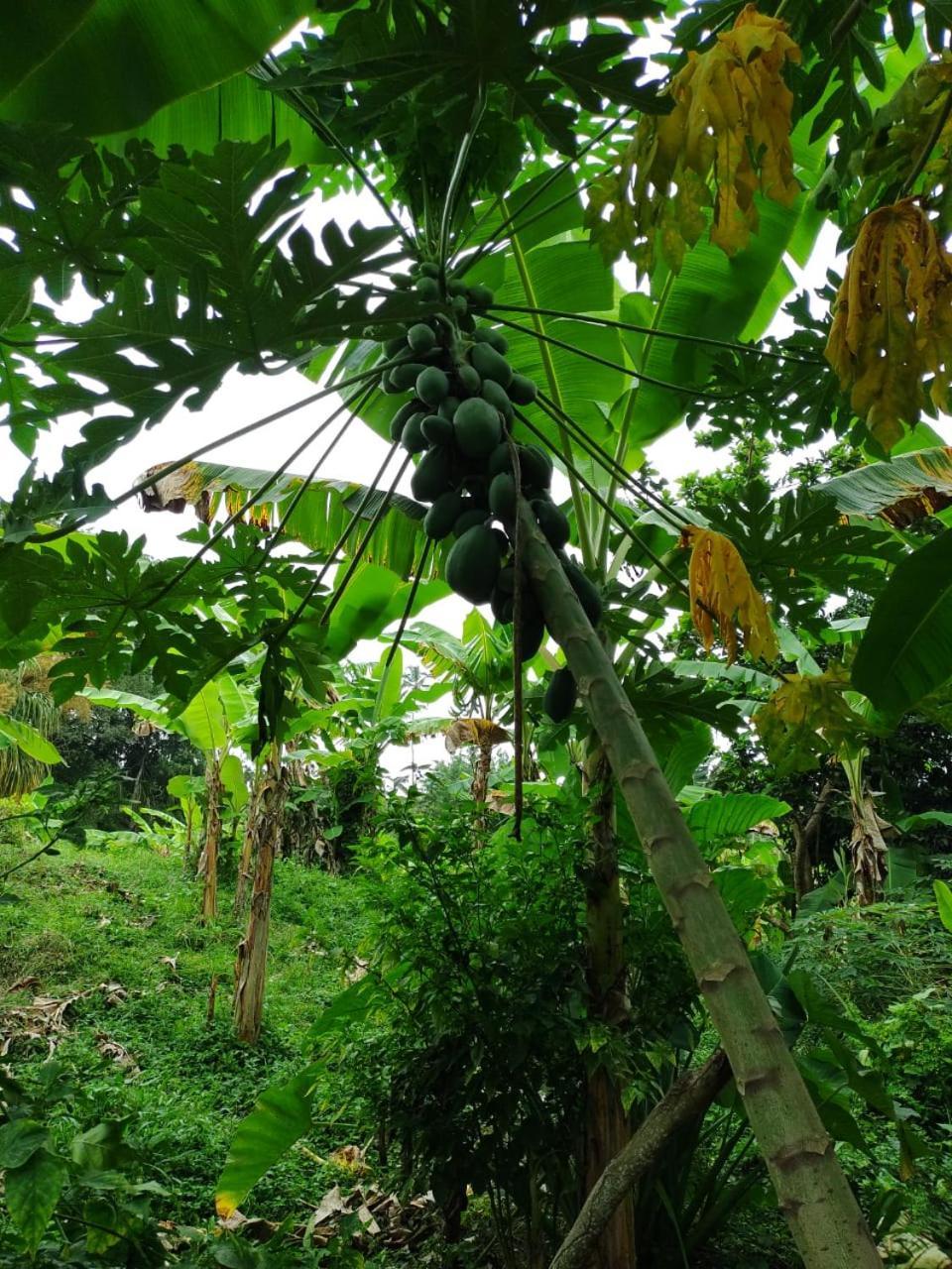 Cabana Wiwa Tayrona Los Naranjos Exteriör bild