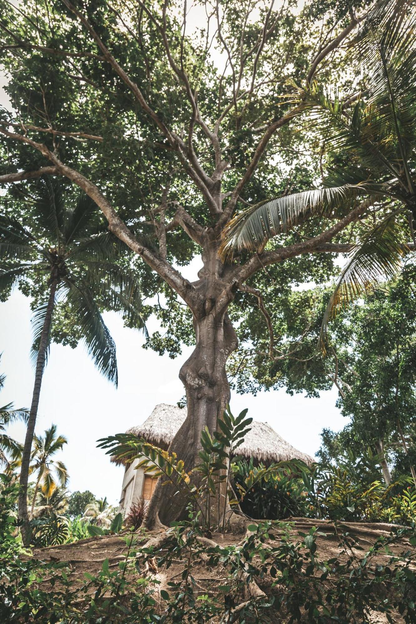 Cabana Wiwa Tayrona Los Naranjos Exteriör bild